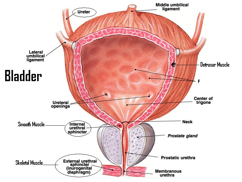 bladder neck