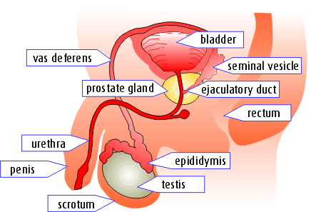 prostate infection symptoms